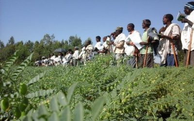 iCRA presents: CDAIS Story of Change – Chickpeas in Ethiopia