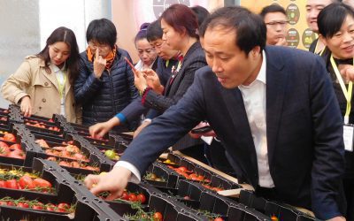 What’s there to learn for Chinese farmer leaders from the Dutch Agri-food sector?
